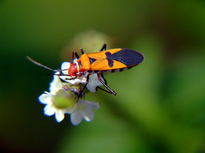 Gambar Kumbang